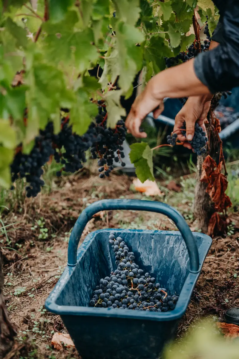 Vendangeur coupant les grappes au-dessus d'une cagette, Saint-Émilion