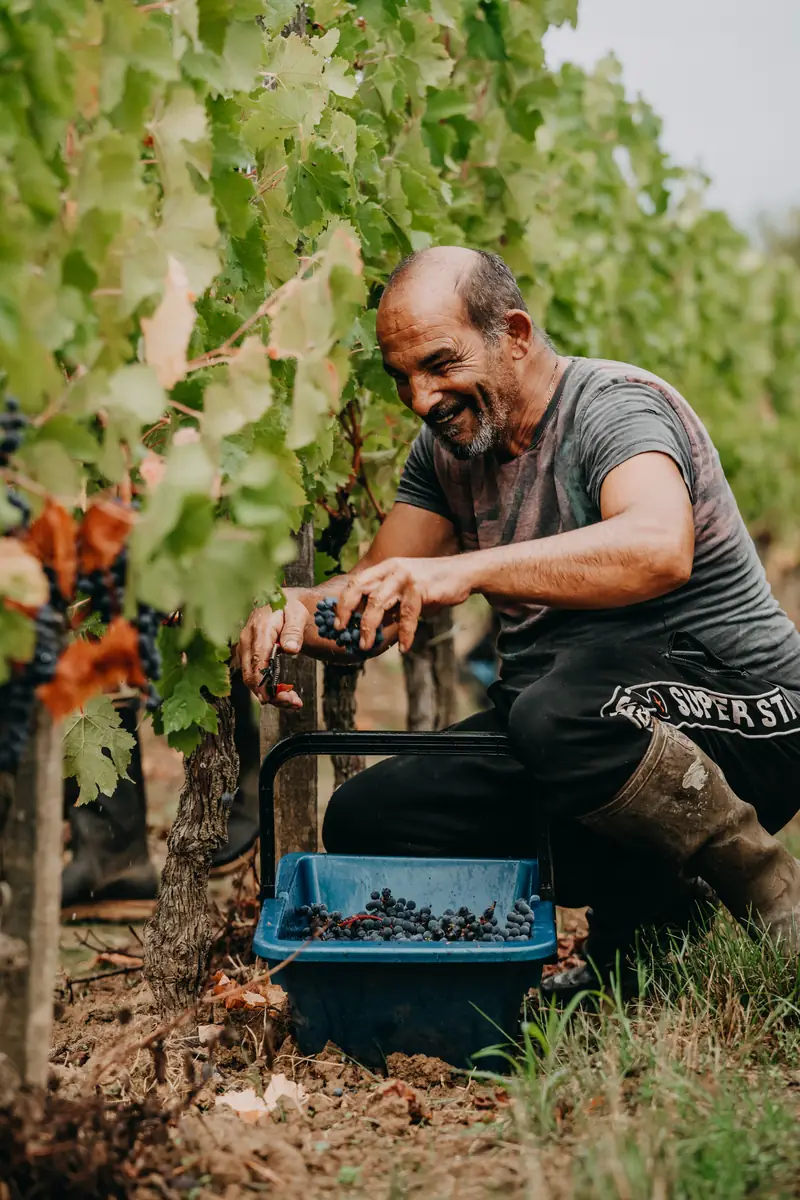 Vendangeur souriant au pied des vignes du Château Ferrand