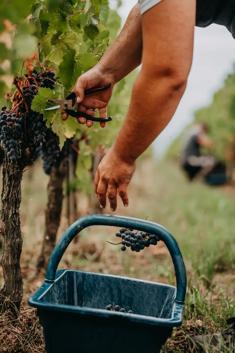 Sécateur et grappe de raisin noir pendant les vendanges
