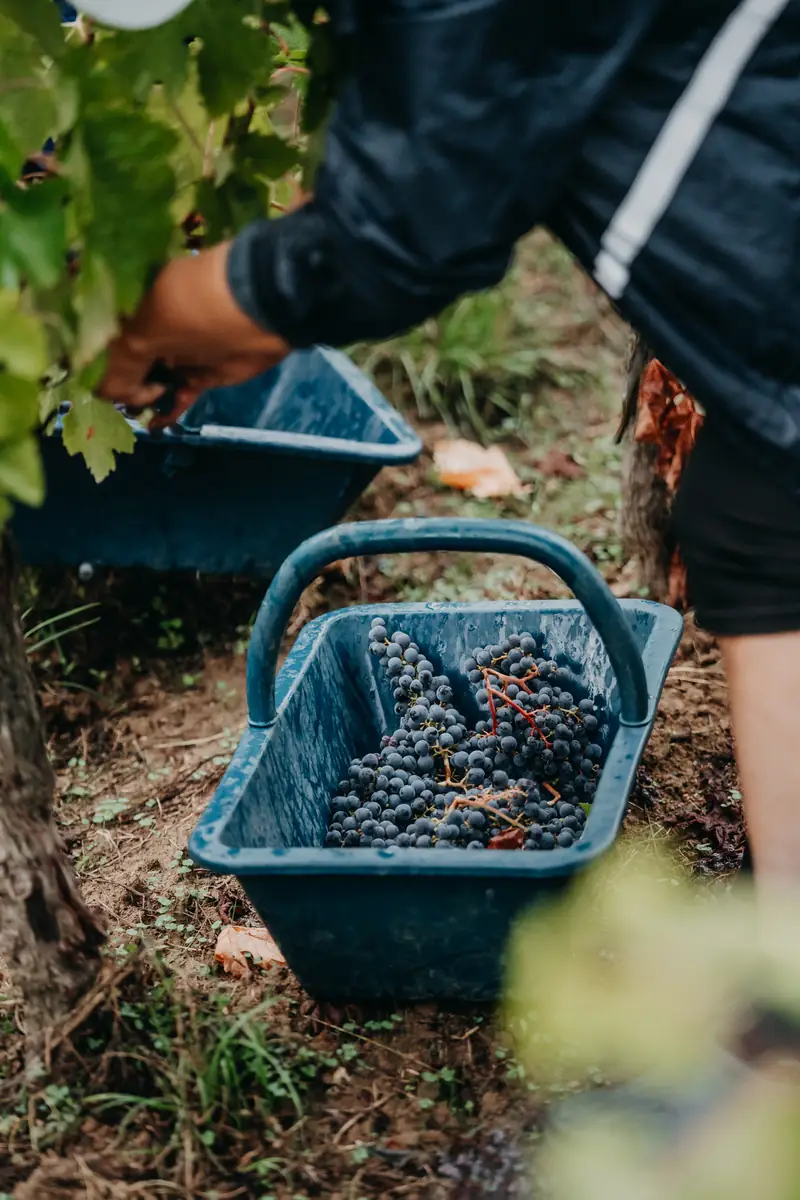 Cagette remplie de raisins noirs entre les rangs de vigne