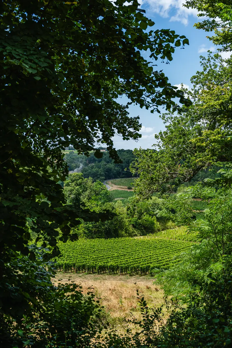 Vignoble de Saint-Émilion vu à travers les arbres
